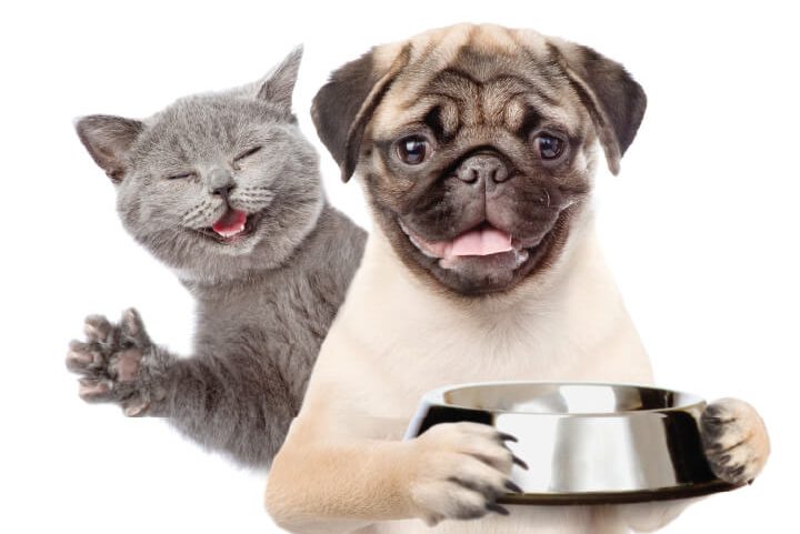 Clínica veterinaria en Madero para el cuidado de tu mascota