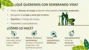 Requisitos para participar en la plataforma de becarios Sembrando Vida