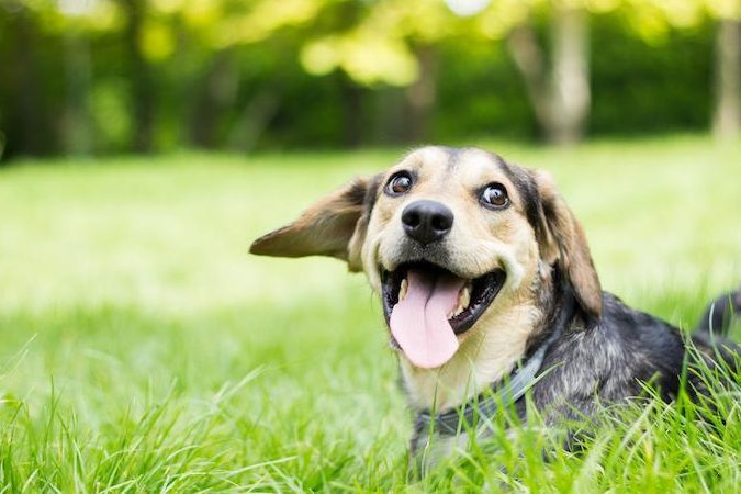 Veterinarias en Venustiano Carranza: expertos en cuidado animal y mascotas
