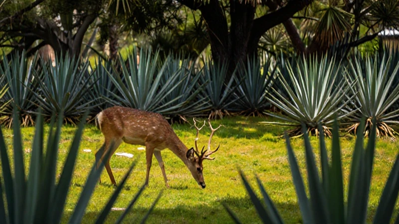 Flora y fauna del Parque Ecológico El Cedazo