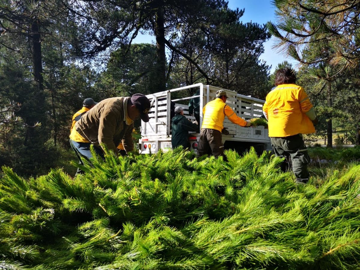 Estrategias para reforestación y conservación en Guerrero
