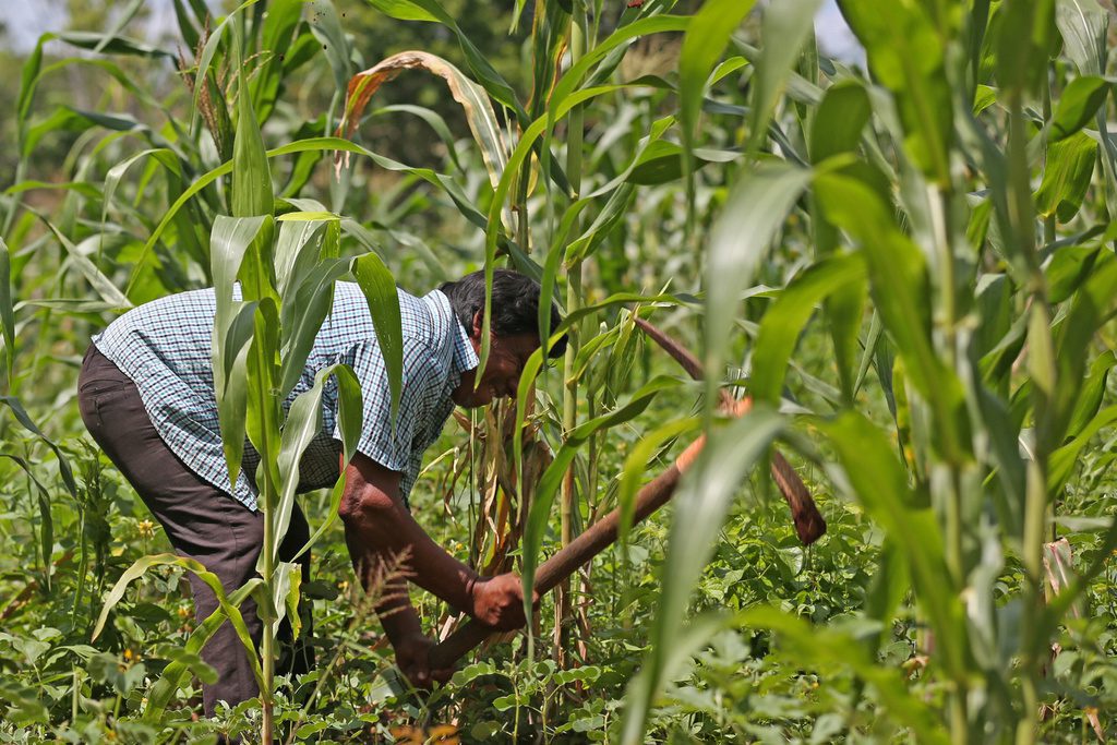 Evaluación de «Sembrando Vida» y su impacto en la producción agrícola