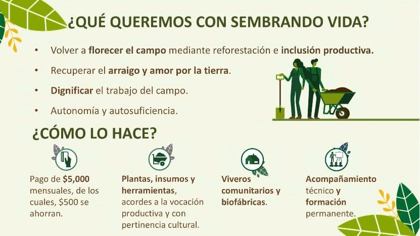 Información sobre el pago en el programa Sembrando Vida