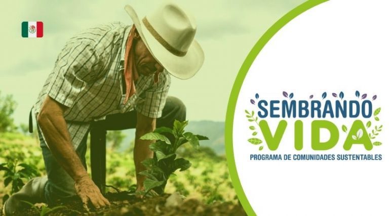 Inicio de sesión en Sembrando Vida: Accede a tu cuenta fácilmente