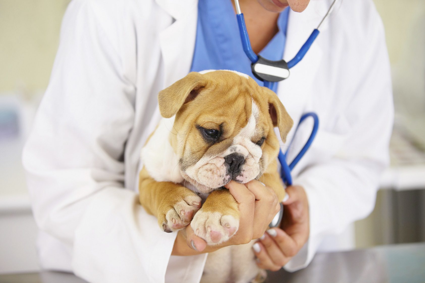 La mejor veterinaria en Escobedo para tu mascota