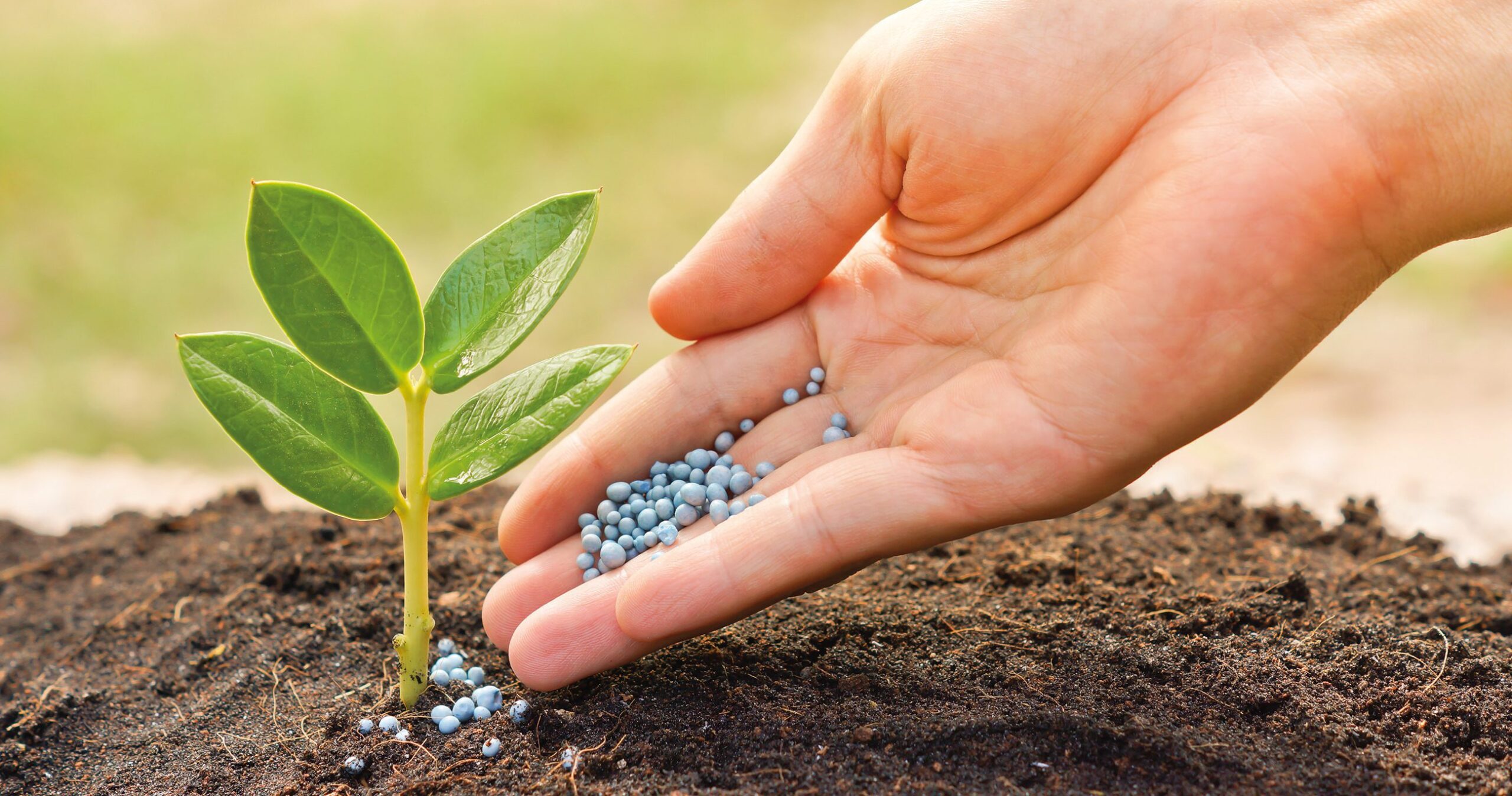 Los mejores fertilizantes para promover el bienestar de tus plantas