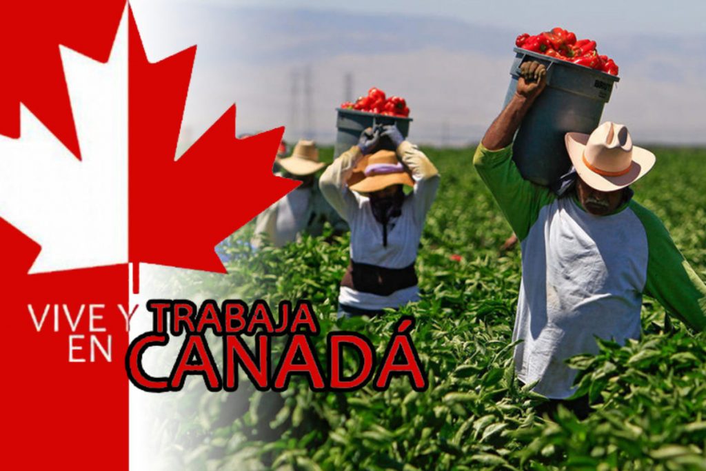 Requisitos para emigrar a Canadá desde México: Todo lo que debes saber