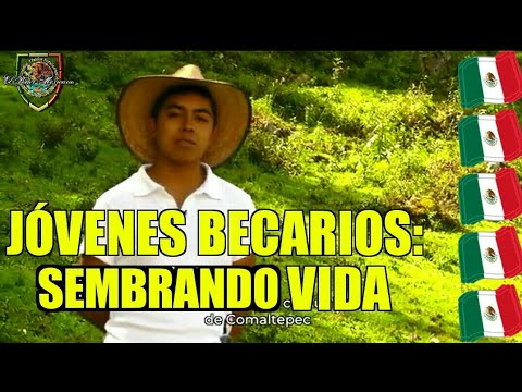 Trabajo de becarios en Sembrando Vida: ¡Conoce sus funciones!