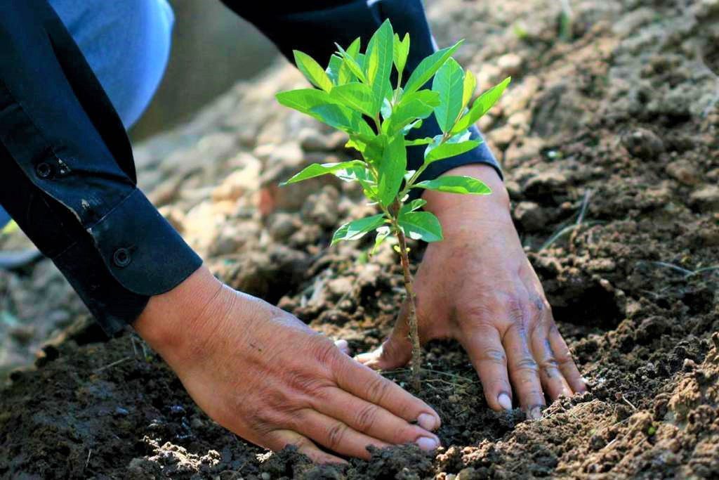 unete a sembrando vida para reforestar y desarrollar el campo