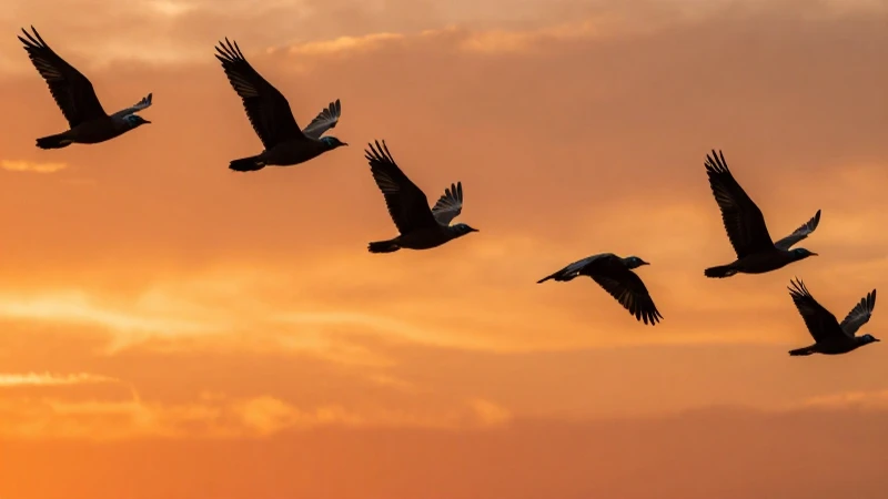 Aves volando en un atardecer dramático