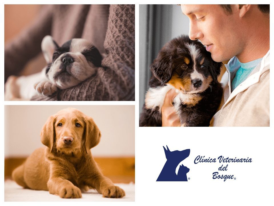 Veterinaria confiable en Matamoros para el cuidado de tu mascota